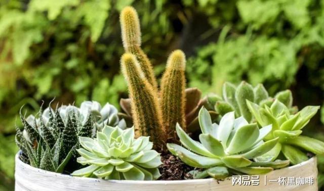 家里这5样东西用旧了别扔教你小妙招让它“变废为宝”还省钱(图7)