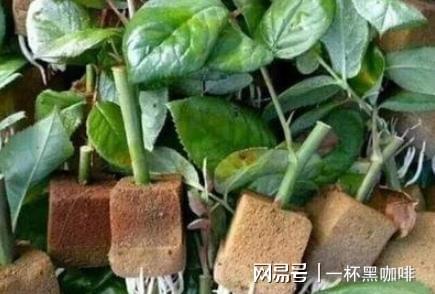 家里这5样东西用旧了别扔教你小妙招让它“变废为宝”还省钱(图3)