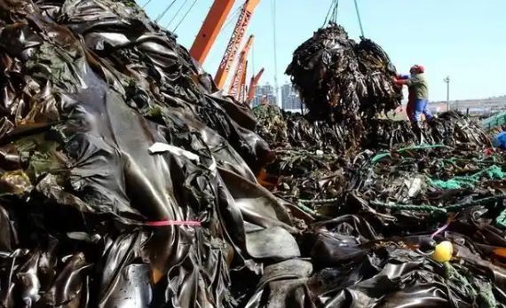 中方停进口后美国成全球第一数量是中国两倍(图2)