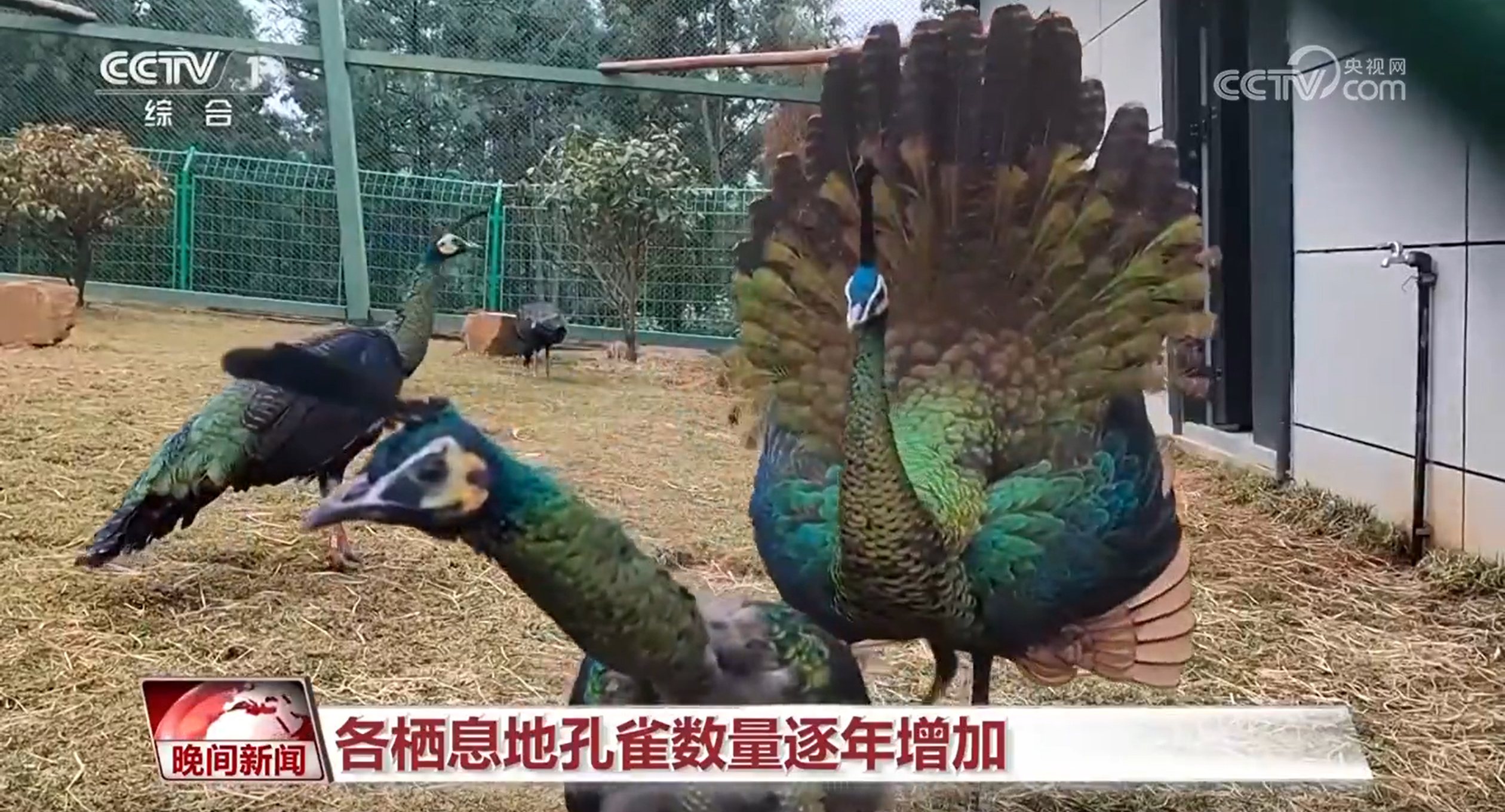 国际生物多样性日｜人工繁育、破解“声纹密码”我国生物多样性保护“上大分”(图1)