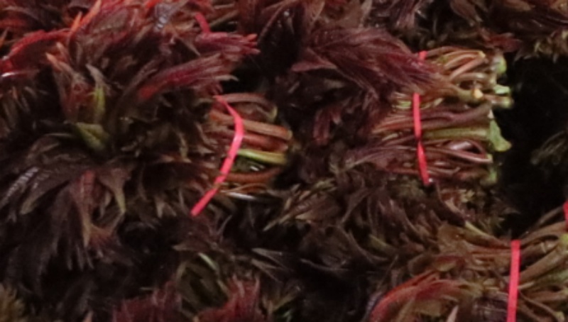 四川大竹：椿芽初绽沐警色法治春风兴大竹(图3)